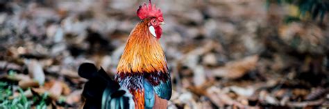 lugon na manok|Philippine Ranging Nets’ Guide on How to Raise Free.